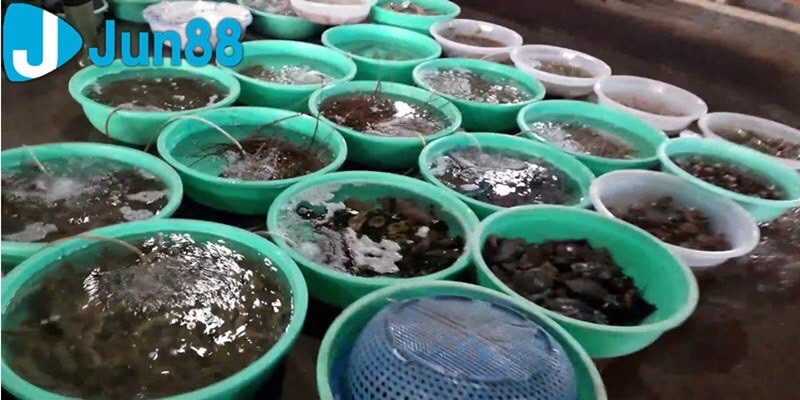 Chợ Cần Giờ - Thiên Đường Cho Các Tín Đồ Đam Mê Hải Sản Không Thể Bỏ Lỡ 4 Đến vựa hải sản Hưng Son cần mua gì cũng có